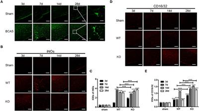 Adenosine A2A Receptor in Bone Marrow-Derived Cells Mediated Macrophages M2 Polarization via PPARγ-P65 Pathway in Chronic Hypoperfusion Situation